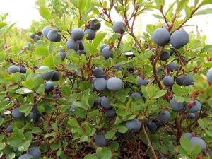 Growing Blueberries In 5-Gallon Buckets