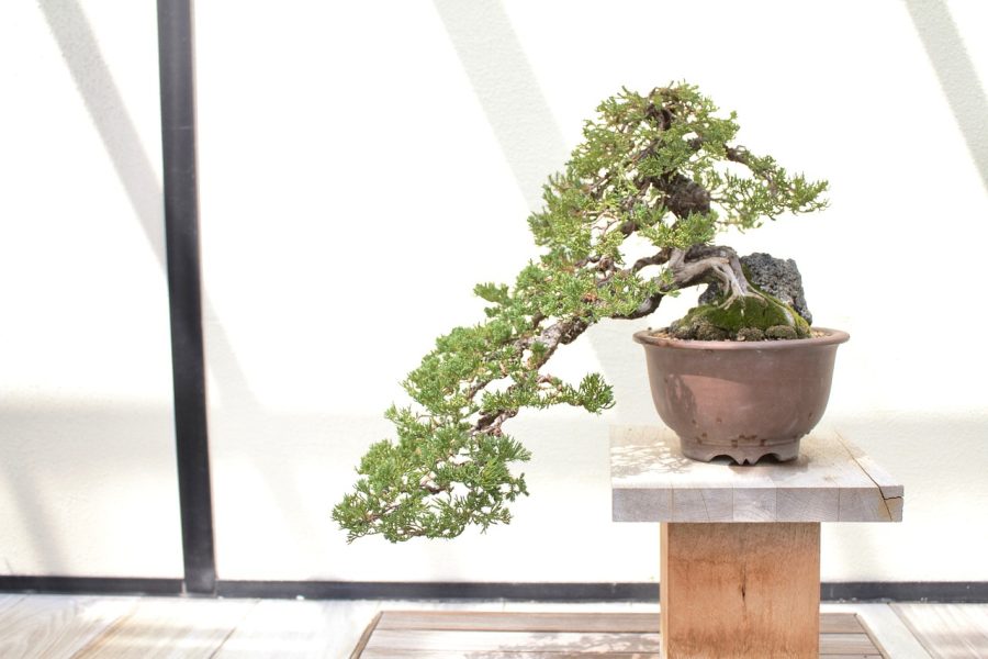 How to Care for Indoor Bonsai Trees