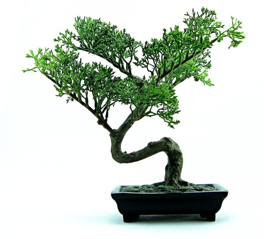 Bonsai Tree Styles