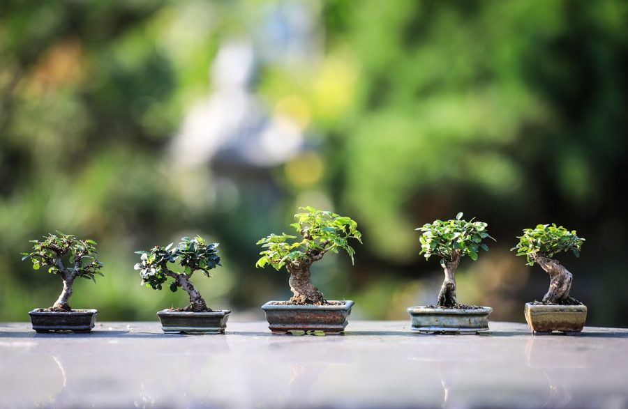 What are indoor bonsai trees?