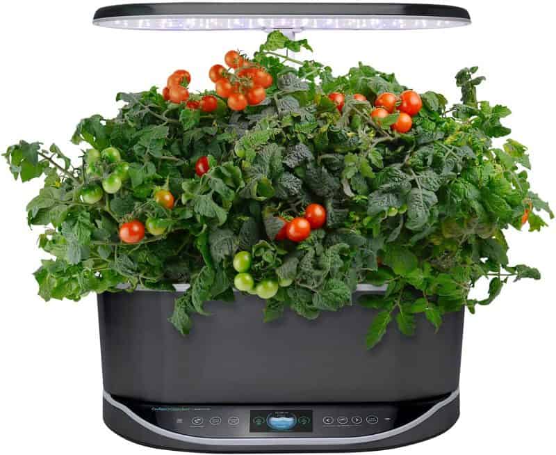 growing hydroponic tomatoes in an AeroGarden