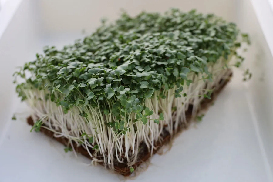 Growing Broccoli Microgreens Indoors