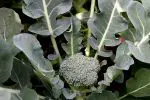broccoli plant with head and leaves