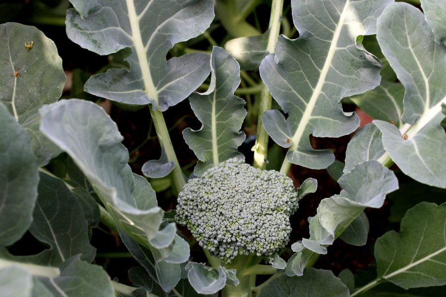 Can You Eat Broccoli Greens? Broccoli plant with head and leaves