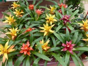 Growing Bromeliads In Pots