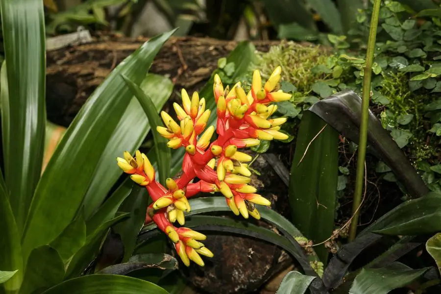 BROMELIADS CARE