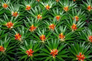 Bromeliad Care Indoors For Beginners