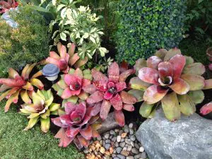 How To Care For Bromeliads