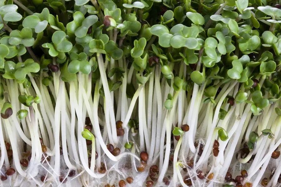 What Are Broccoli Microgreens