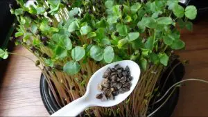 How To Grow Buckwheat Microgreens