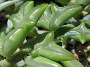 Senecio Peregrinus String Of Dolphins Care