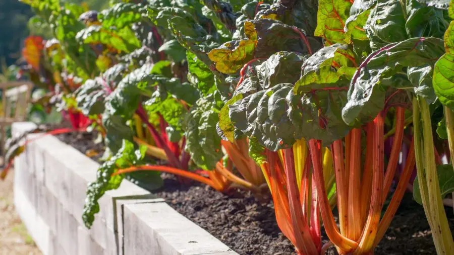 Growing Rhubarb in Pots