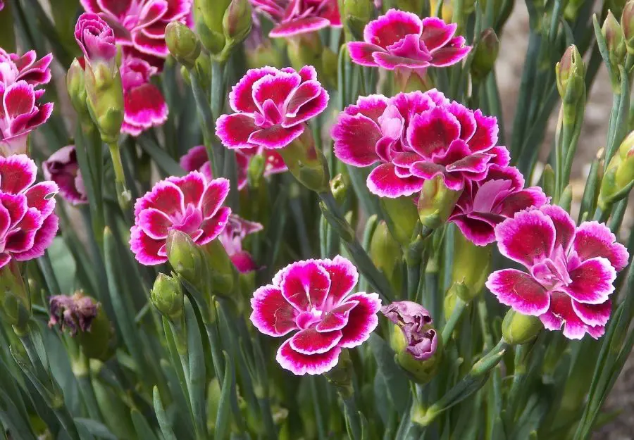 Growing Dianthus In Pots