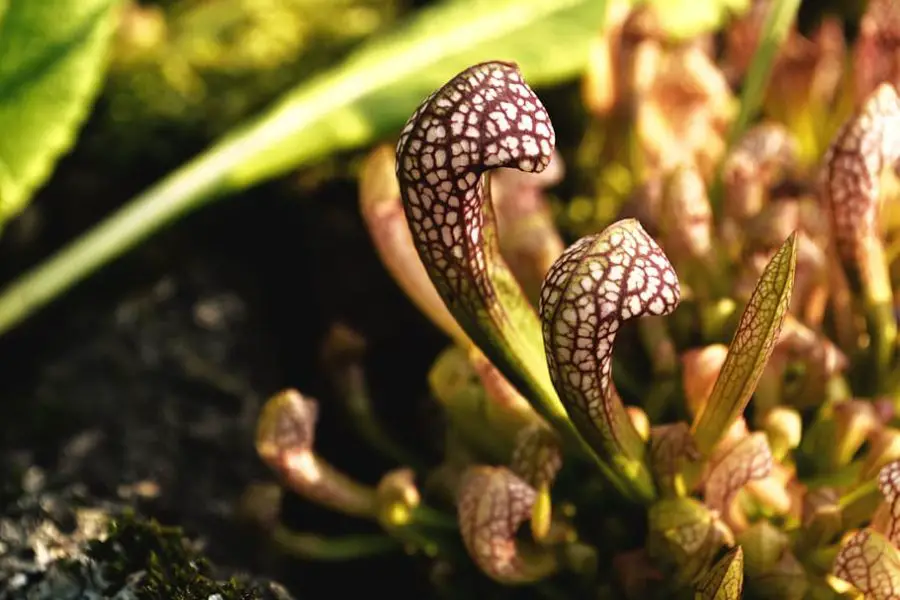 sarracenia pitcher plant