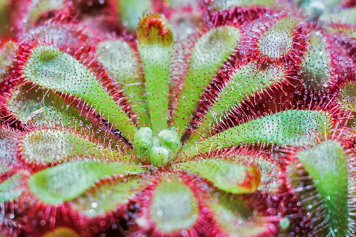 sundew