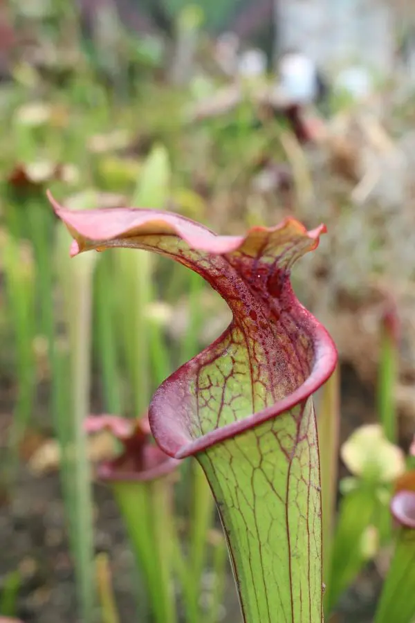 Feed me! Hungry Nepenthes