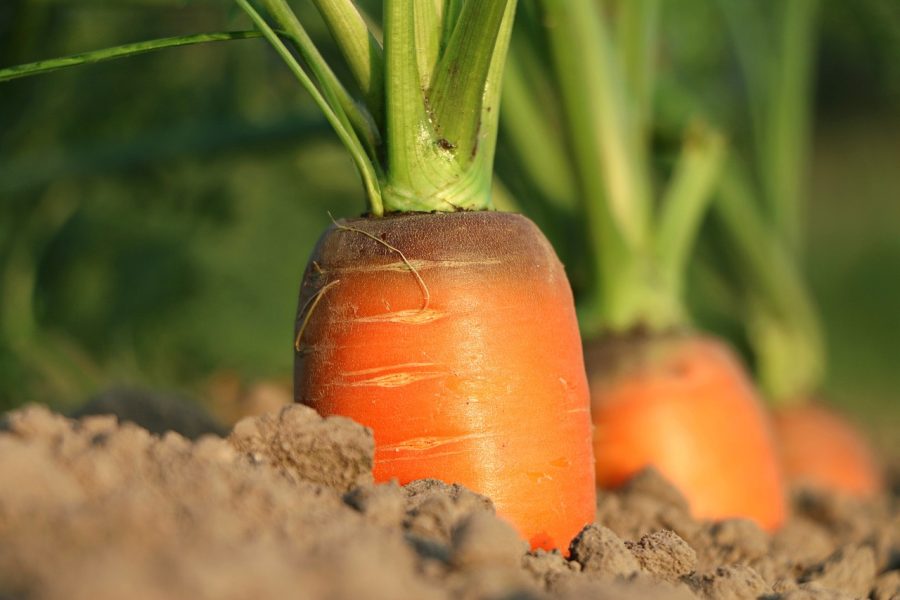 carrots in coco coir