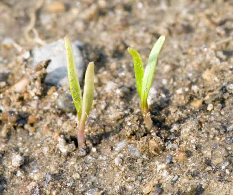 carrot seedlings