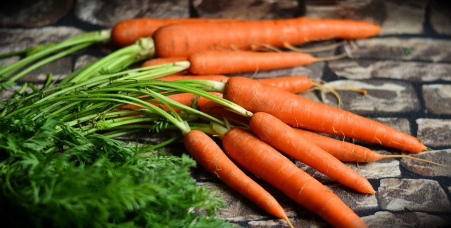 Growing Carrots in Pots Indoors