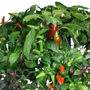 aerogarden chili peppers