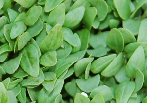 How To Grow Basil Microgreens In 7 Easy Steps