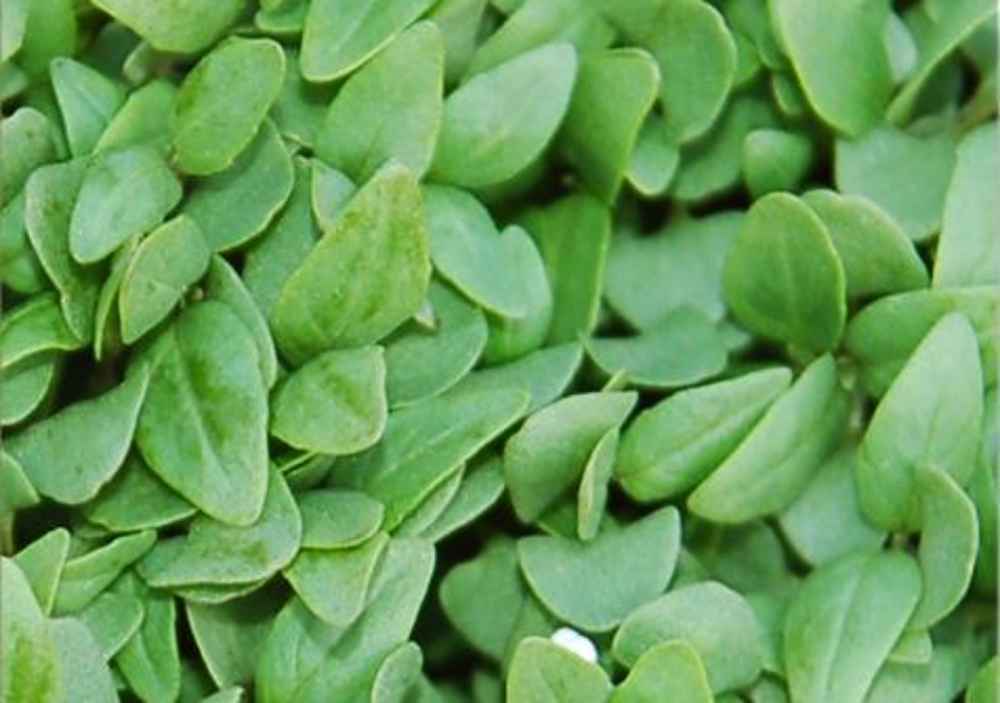 What Are Microgreens? How To Grow Basil Microgreens In 7 Easy Steps