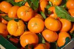 clementine indoor citrus