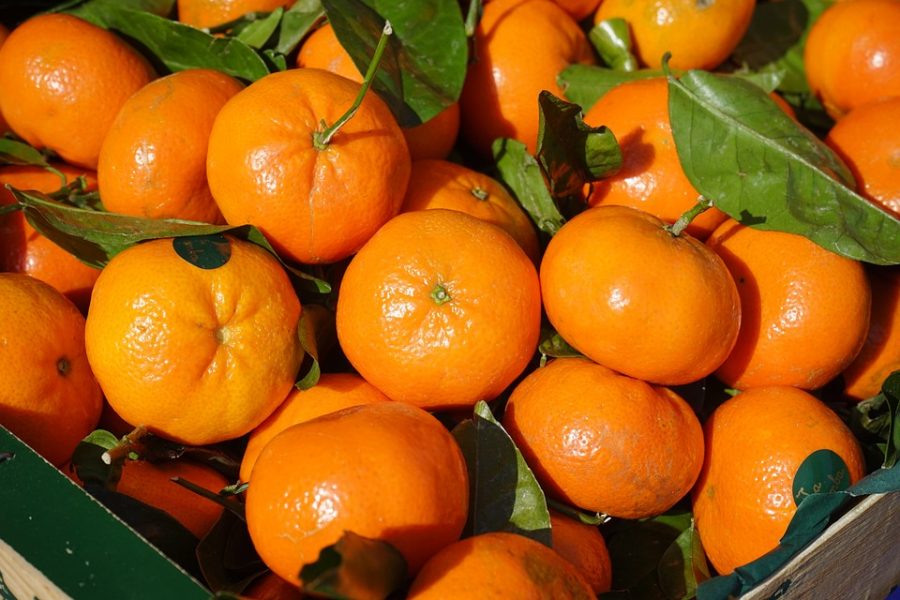 Growing Indoor Citrus Trees clementine indoor citrus