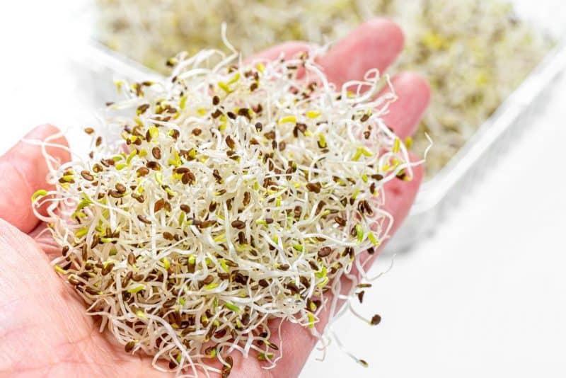 Are Microgreens Safer Than Sprouts?