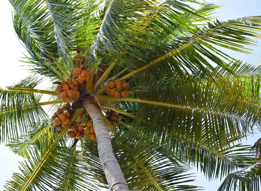 coconut palms are where it all starts