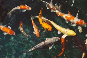 Koi Fish Care For Beginners