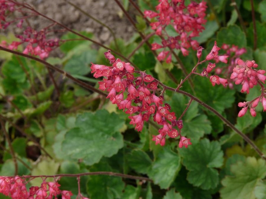 How to Plant Coral Bells