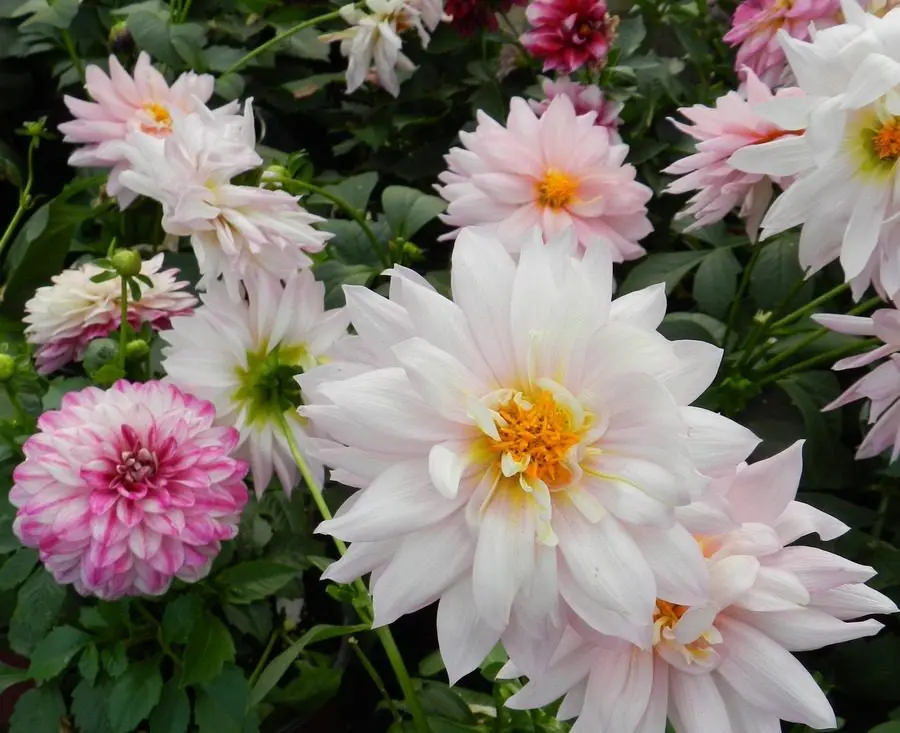 Planting Dahlia Seeds: 9 Easy Tips to Grow Dahlias from Seed