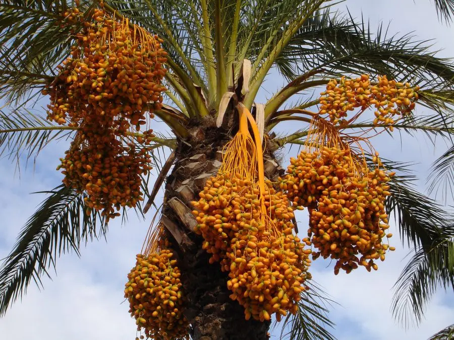 a date palm loaded with dates