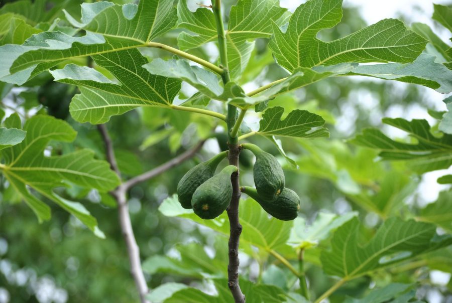 fig tree nutrition