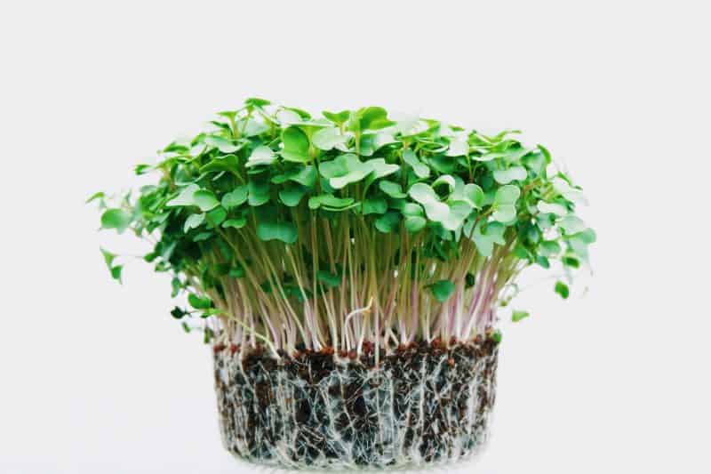 Do Microgreens Grow Back?