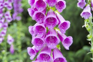 Growing Foxgloves in Pots