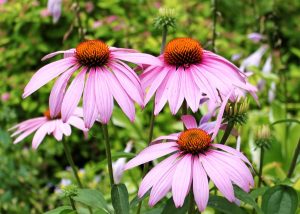 Growing Echinacea In Pots: 10 Coneflower Growth Tips