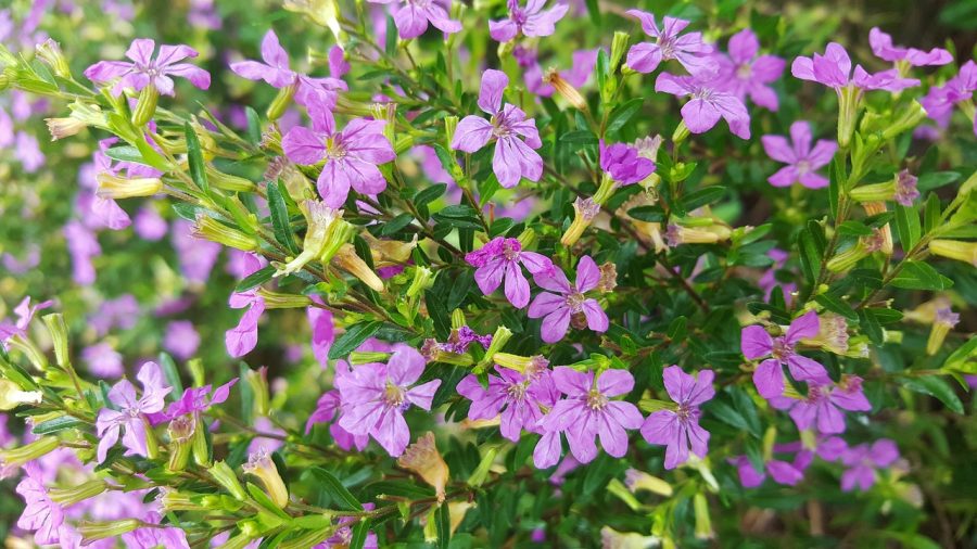 Cuphea Plant Care: 9 Mexican Heather Growth Hacks