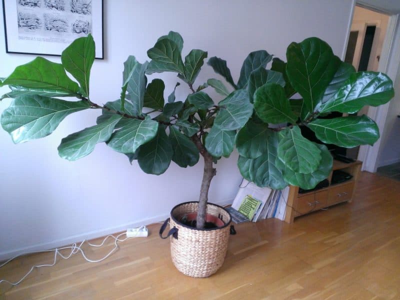 Fiddle Leaf Fig Indoor Care
