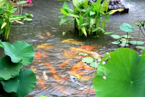 Enjoying Your Own Backyard Fish Pond