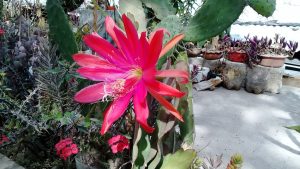 Fishbone Cactus Care - Disocactus anguliger flowers