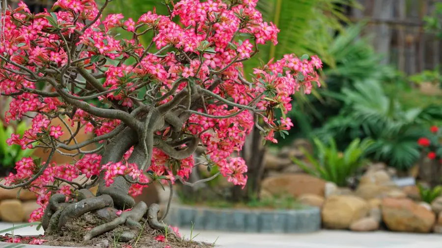 Growing Avondale Chinese Redbud Tree as a Bonsai