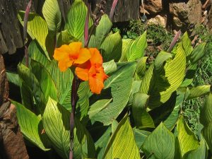Canna Lily Care Indoors: 5 Secrets to Thriving Flowers
