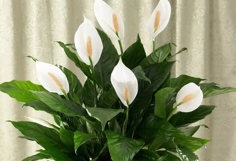 Peace Lily Care For Beginners: How to Grow and Take Care of a Spathiphyllum