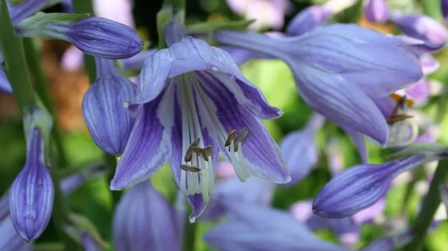 Hosta Flowers