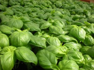 How to Grow Basil Hydroponically in Your AeroGarden
