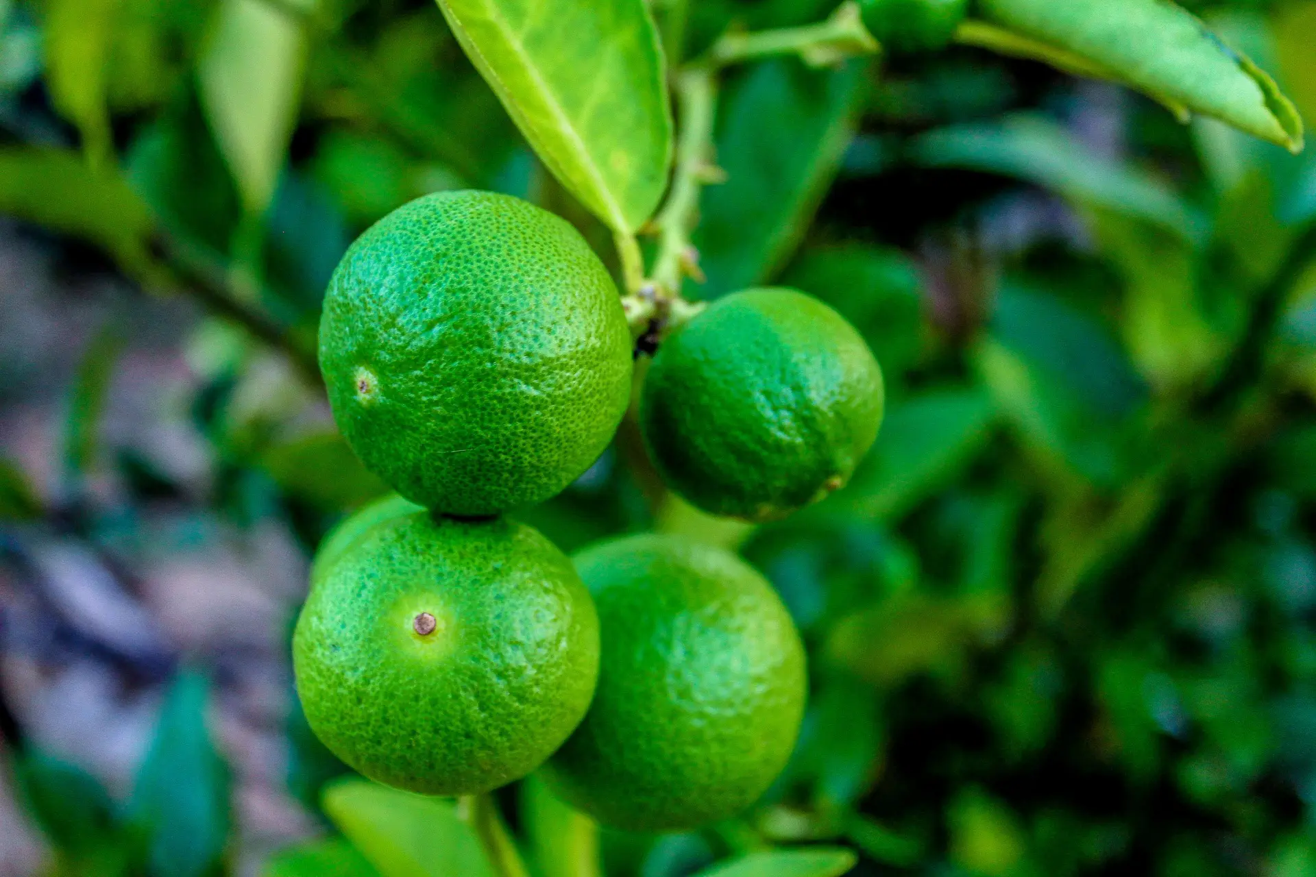 Key Lime Tree Care Indoors