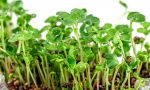 Can You Eat Microgreens Every Day? How To Grow Radish Microgreens In 7 Easy Steps