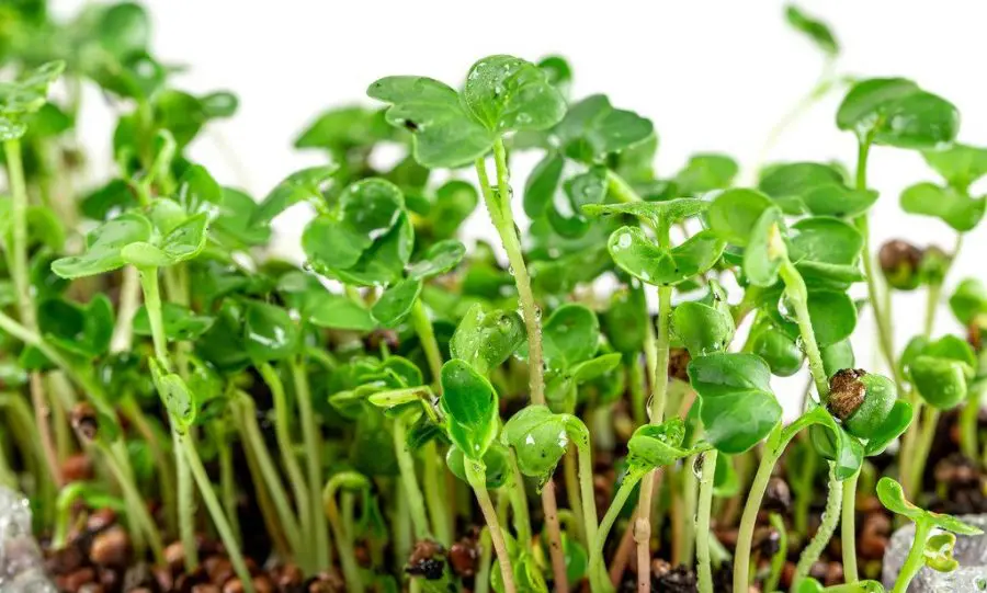 How To Grow Radish Microgreens In 7 Easy Steps